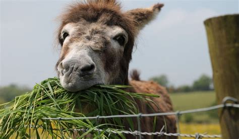 <strong>Donkeys</strong> that are malnourished or unable to chew large amounts of forage <strong>can</strong> benefit from <strong>eating</strong> beet pulp ( source). . Can donkeys eat sudan hay